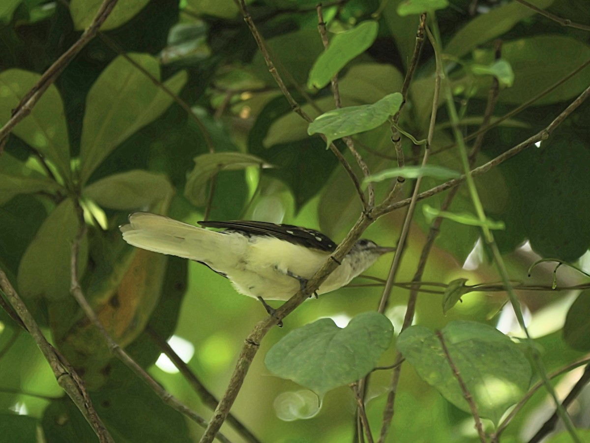 Spotted Greenbul - ML650534433