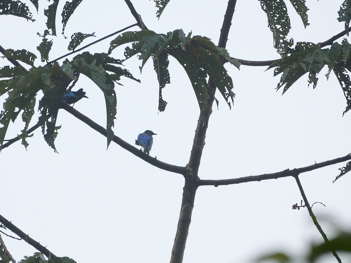 Copper-tailed Starling - ML650534473