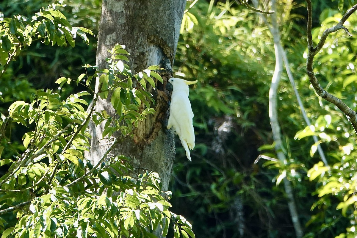 Sulphur-crested Cockatoo - ML650534510