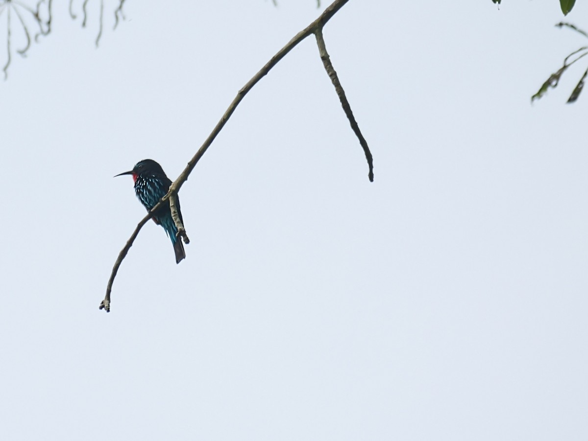 Black Bee-eater - ML650534640