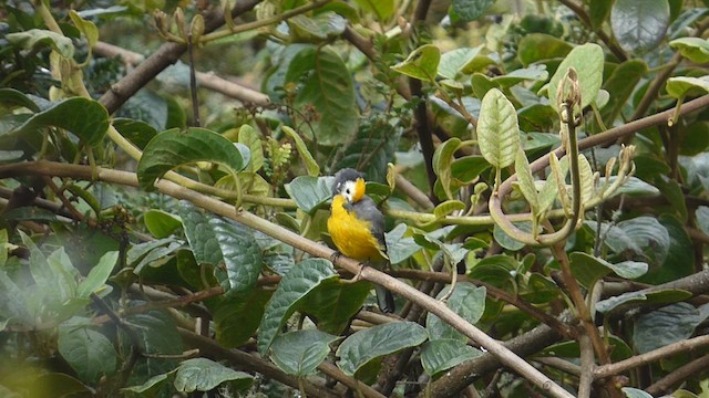Golden-fronted Redstart - ML650534928