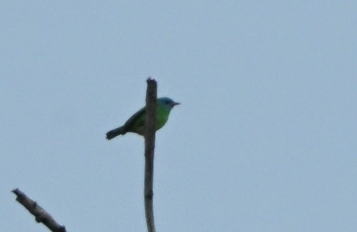 ヒワミツドリ - ML650535041