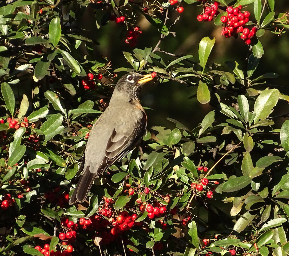 American Robin - ML650535169
