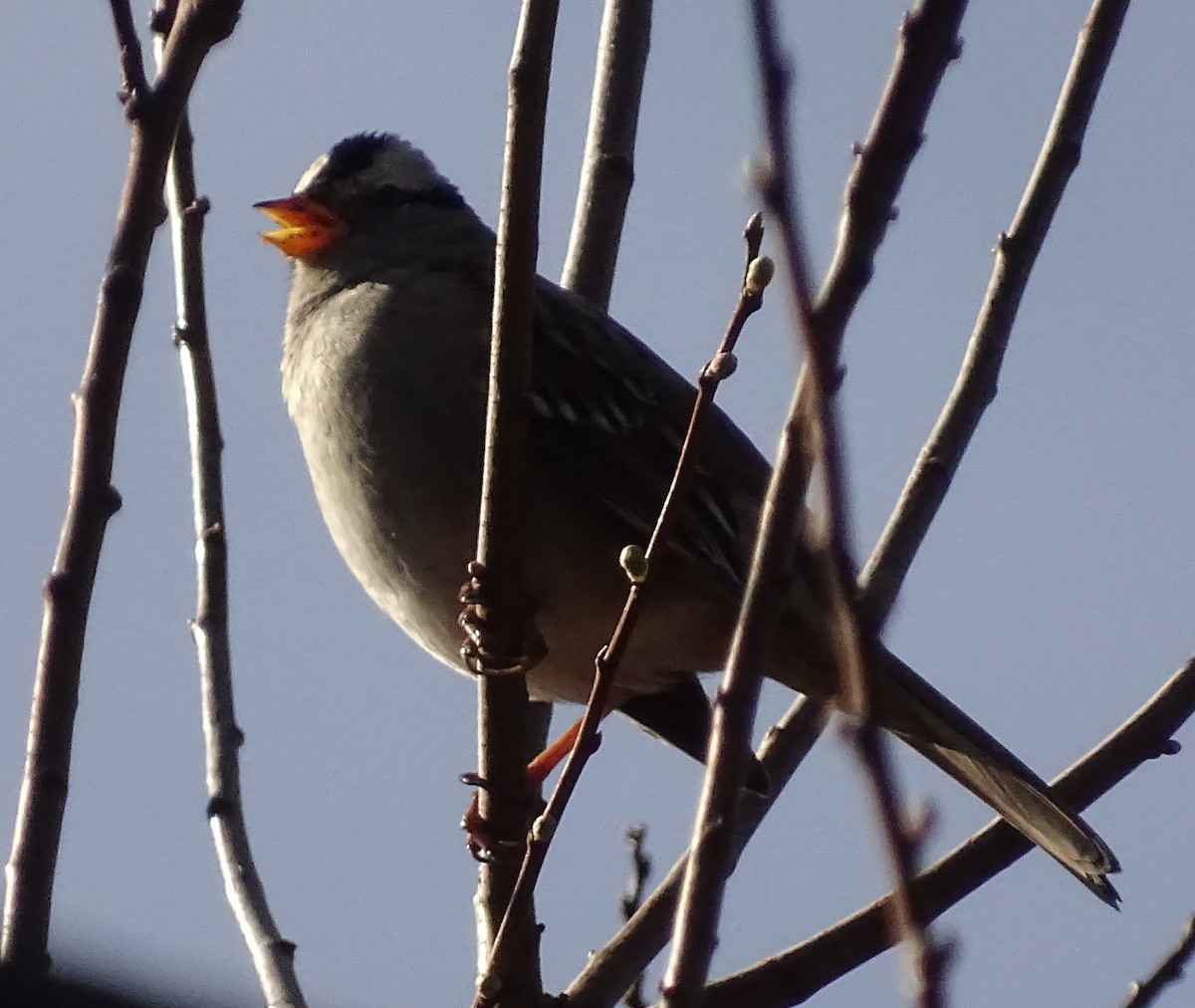 White-crowned Sparrow - ML650535195