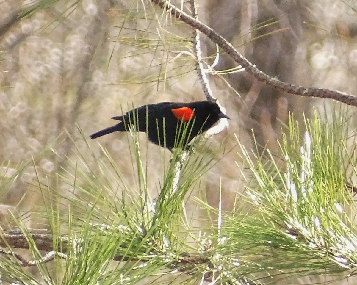 Red-winged Blackbird - ML650535209