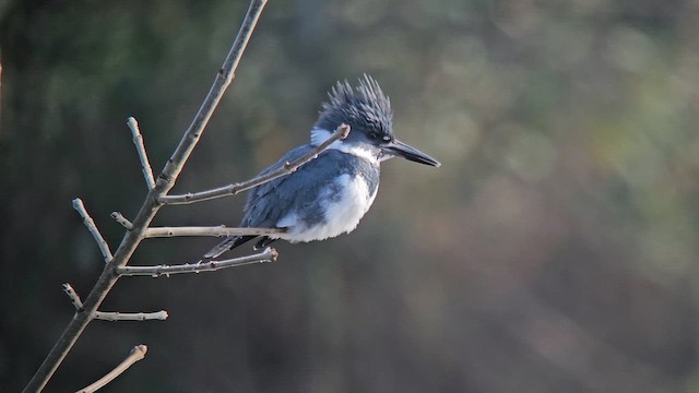 שלדג אמריקני - ML650535232