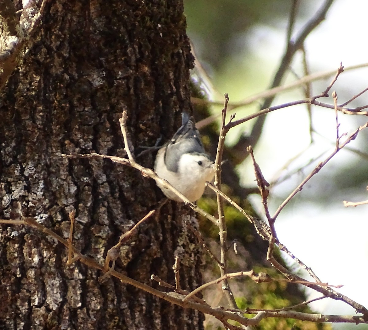 White-breasted Nuthatch - ML650535355