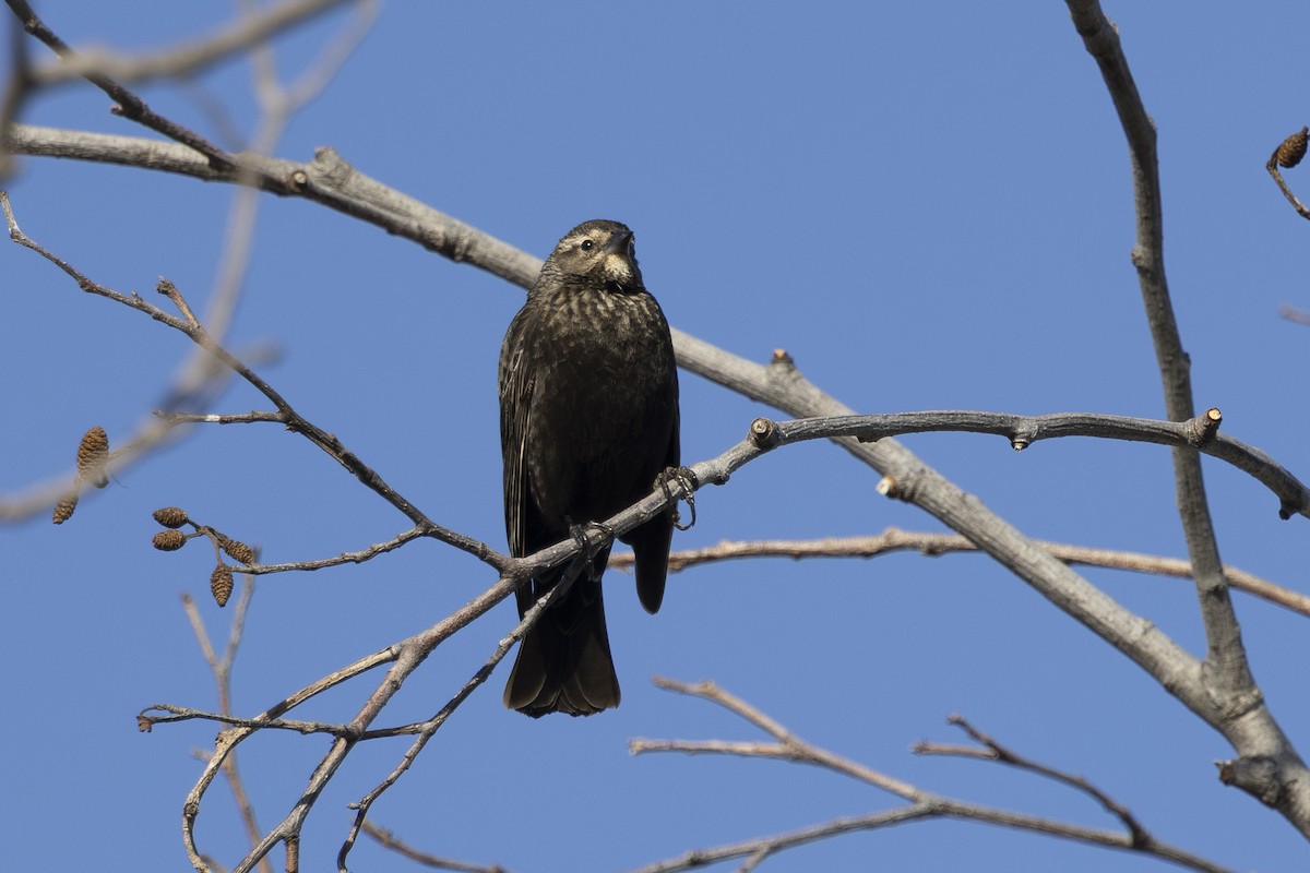 Al Kanatlı Karatavuk - ML650535634