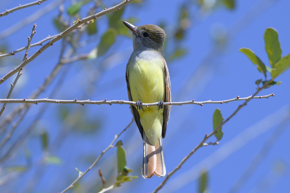 eBird Checklist - 8 Feb 2026 - 819 Bacom Point Rd, Pahokee US-FL 26. ...