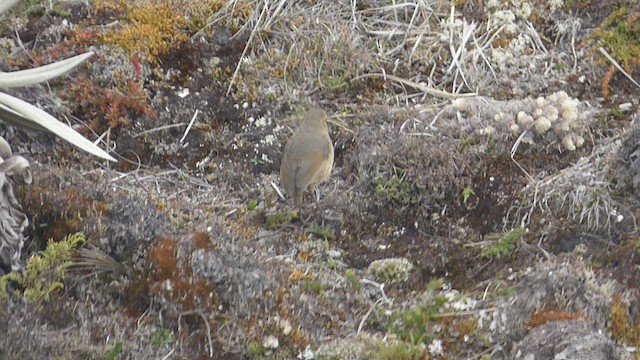 Boyaca Antpitta - ML650536032