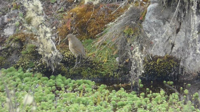 Boyaca Antpitta - ML650536034