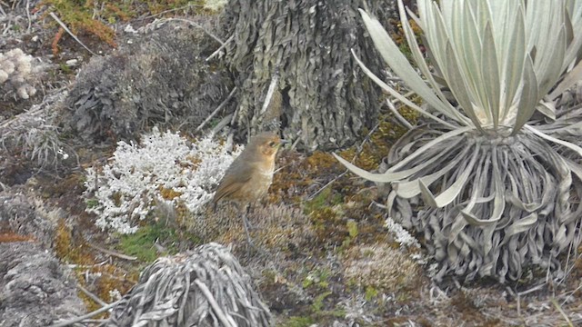 Boyaca Antpitta - ML650536036