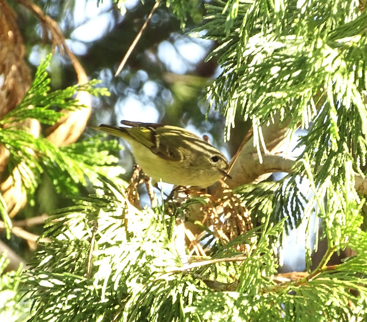 Ruby-crowned Kinglet - ML650536171