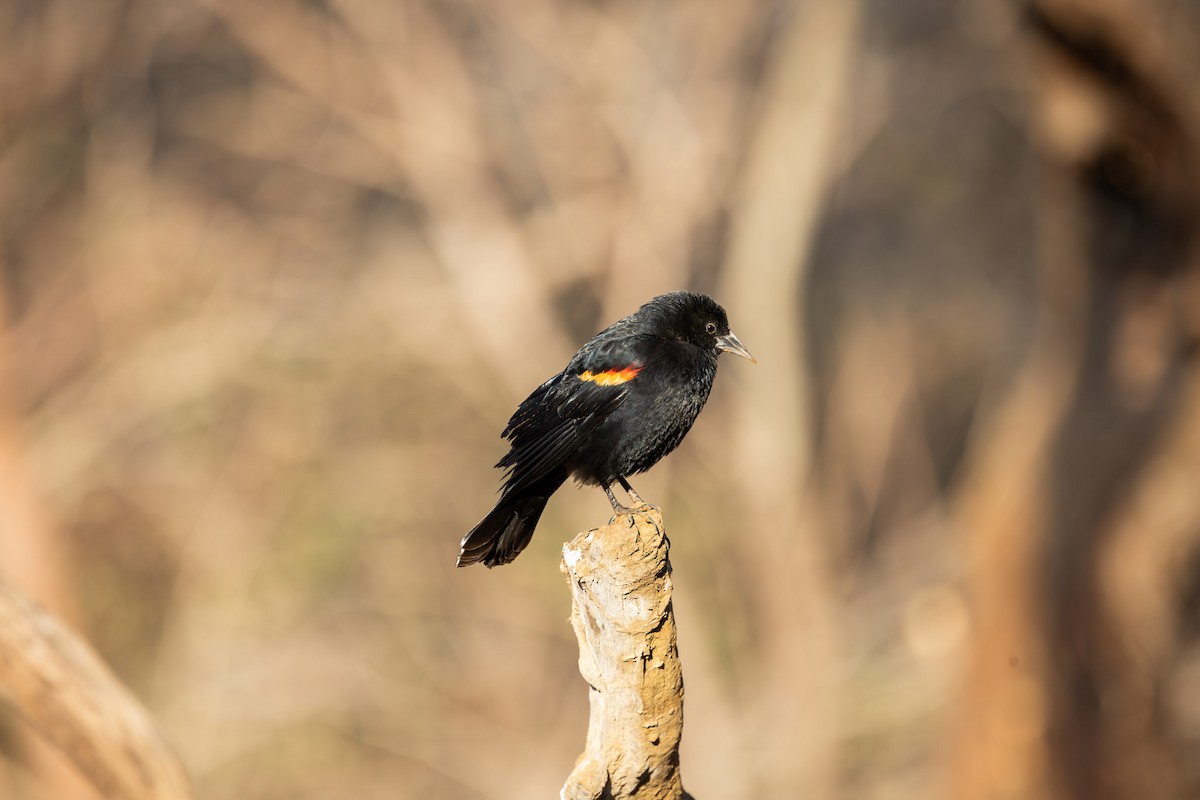 Al Kanatlı Karatavuk - ML650536207