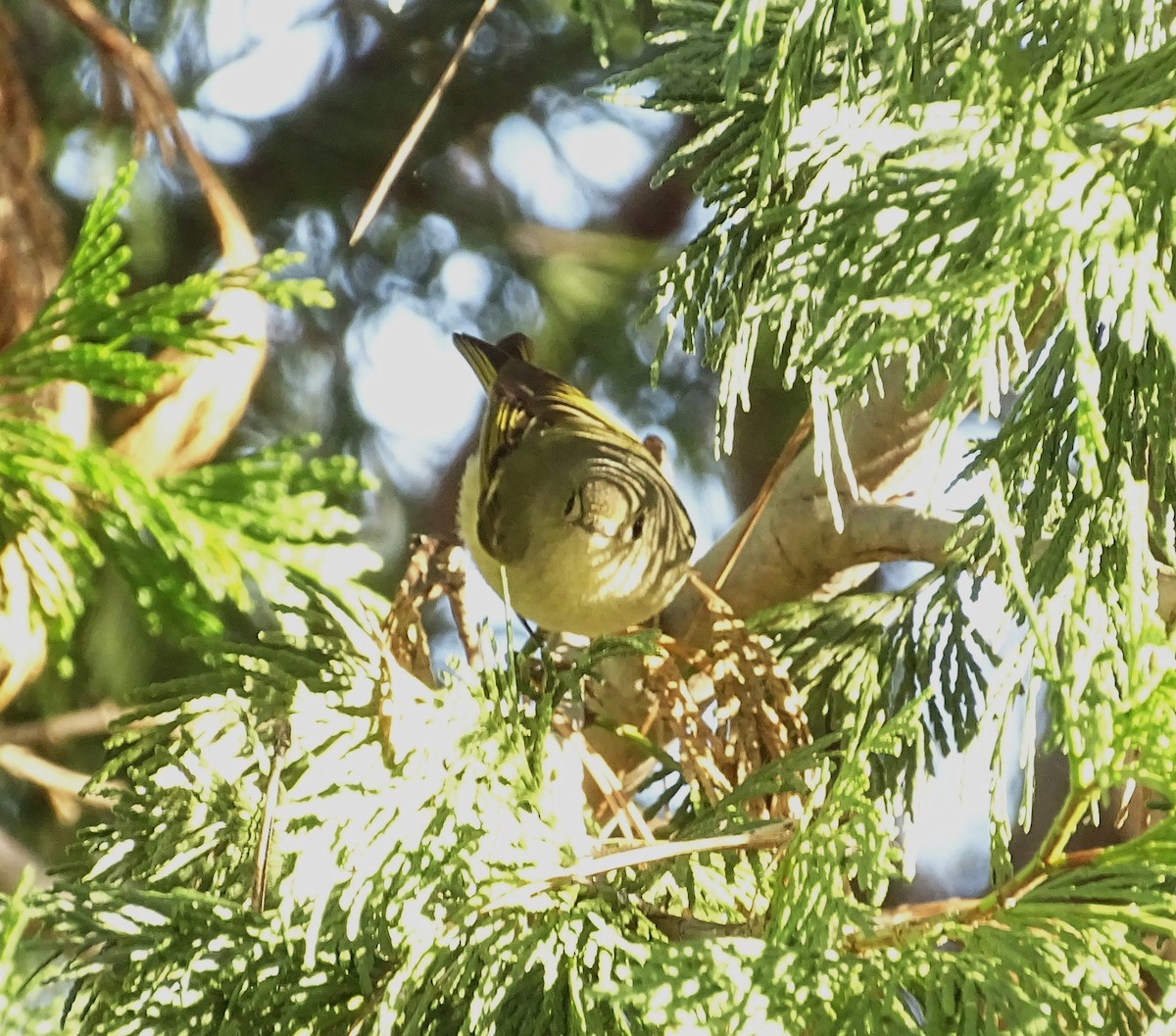 Ruby-crowned Kinglet - ML650536219