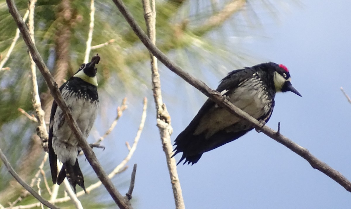 Acorn Woodpecker - ML650536280