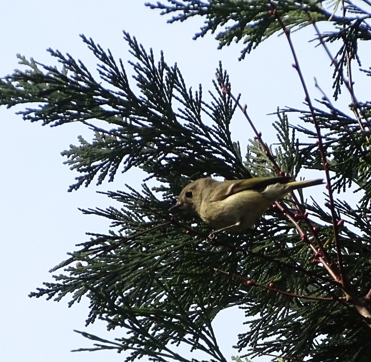Ruby-crowned Kinglet - ML650536334