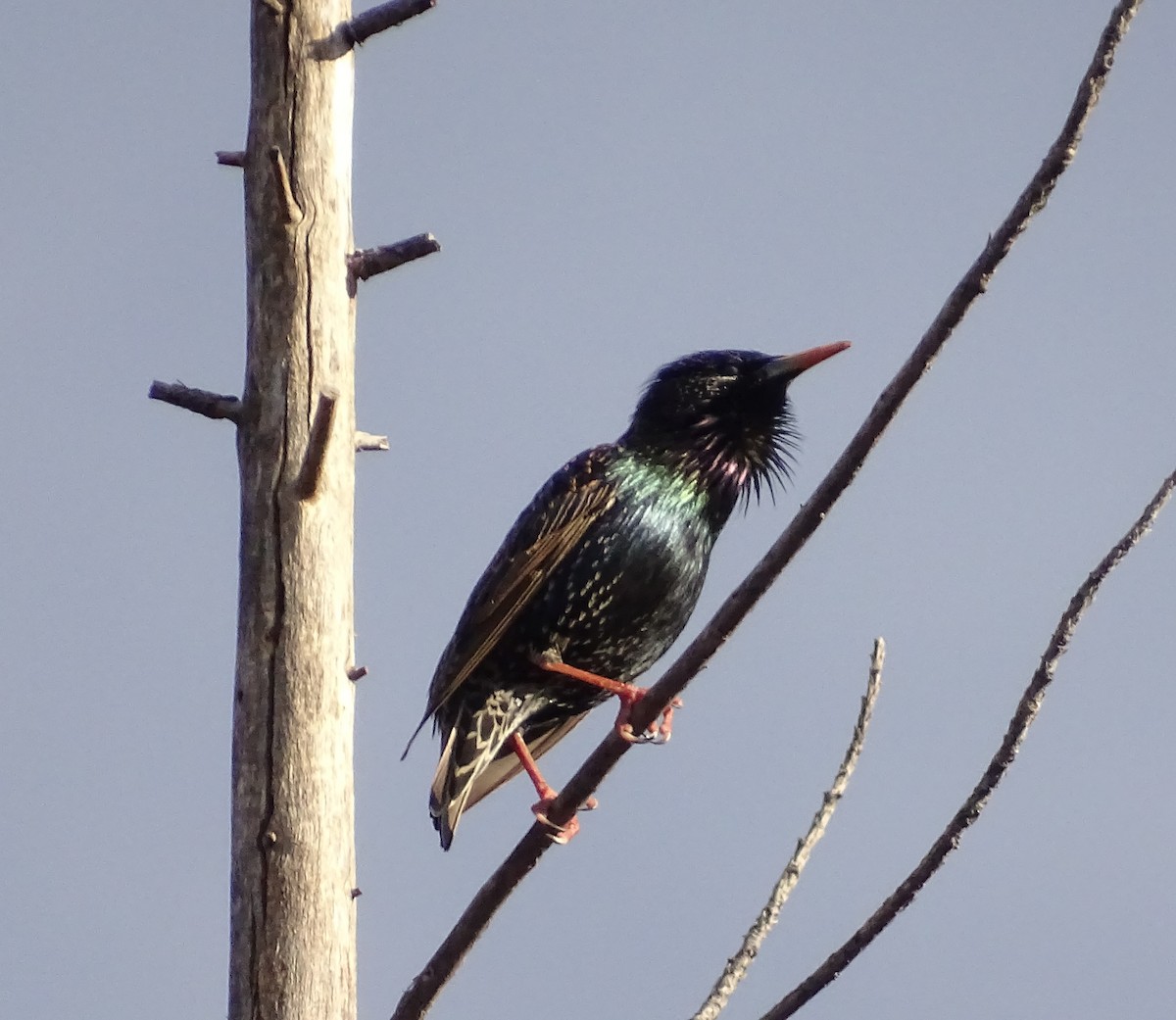 European Starling - ML650536592