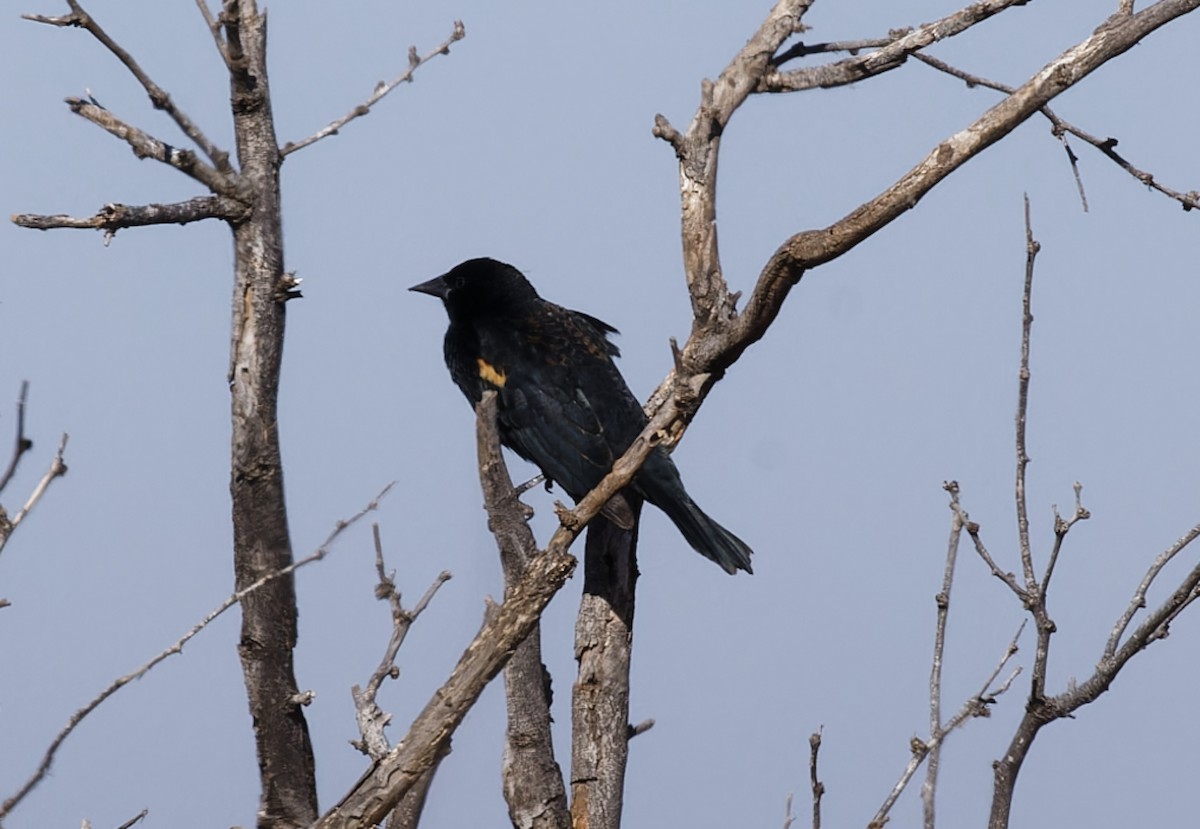 Al Kanatlı Karatavuk - ML650536722