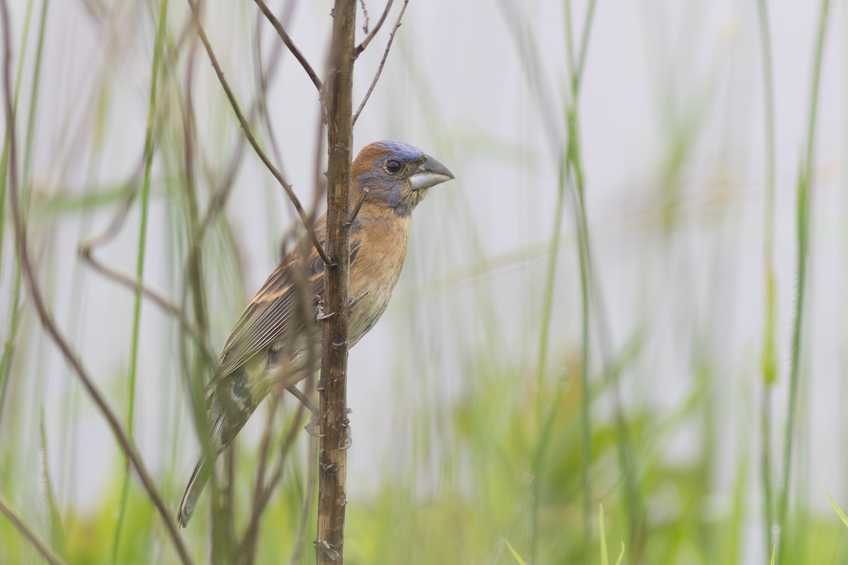 Mavi Çinte - ML650536940