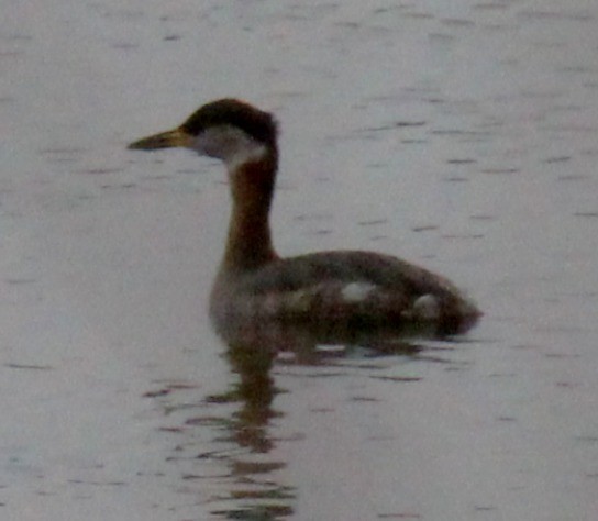 Svasso collorosso - ML650537126