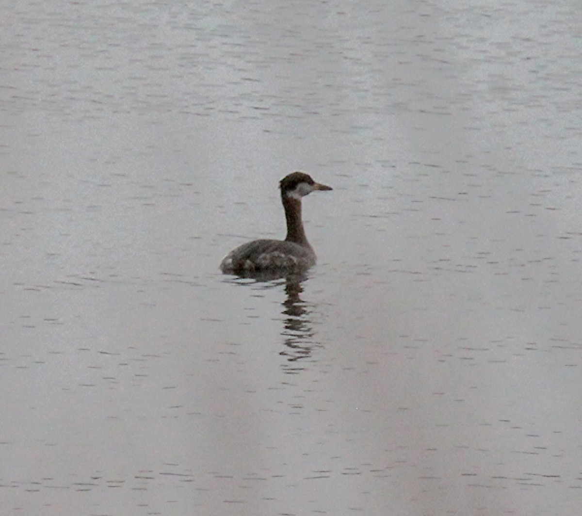 Svasso collorosso - ML650537138