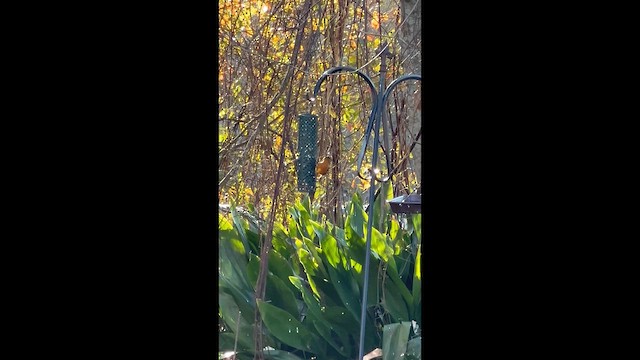 Black-headed Grosbeak - ML650537282