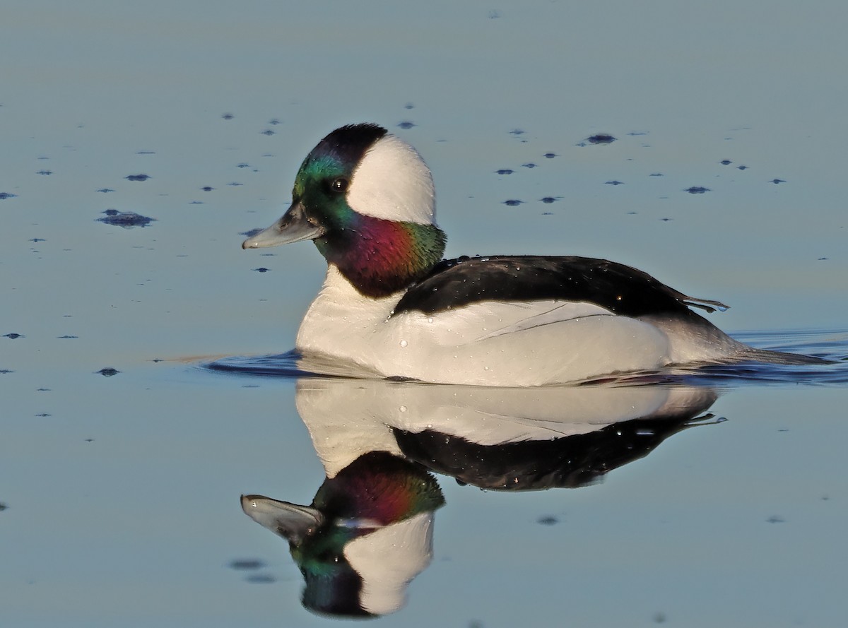 Bufflehead - ML650537408