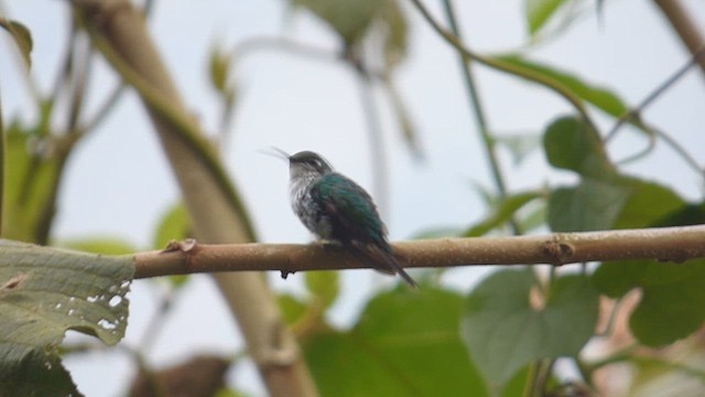 White-booted Racket-tail - ML650537530