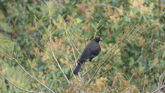 Giant Cowbird - ML650537545