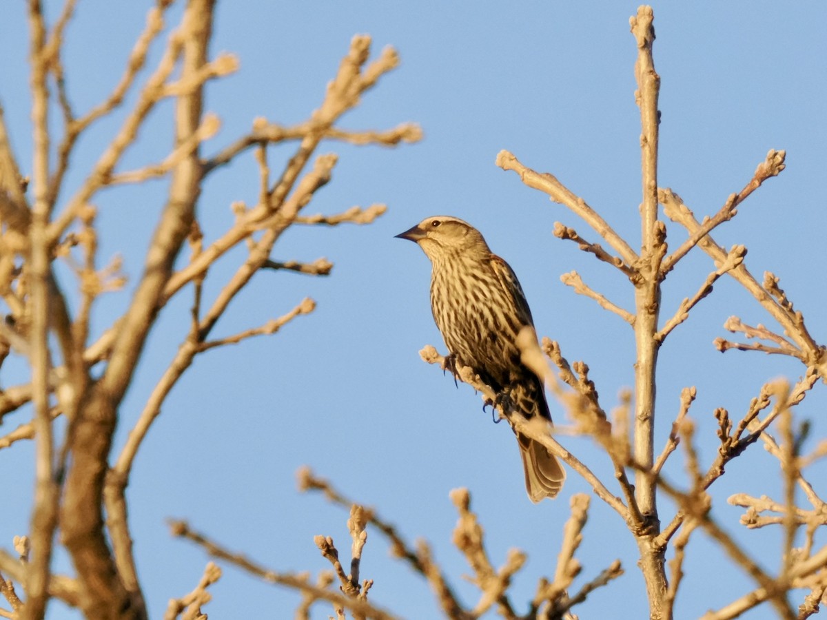 Al Kanatlı Karatavuk - ML650537597