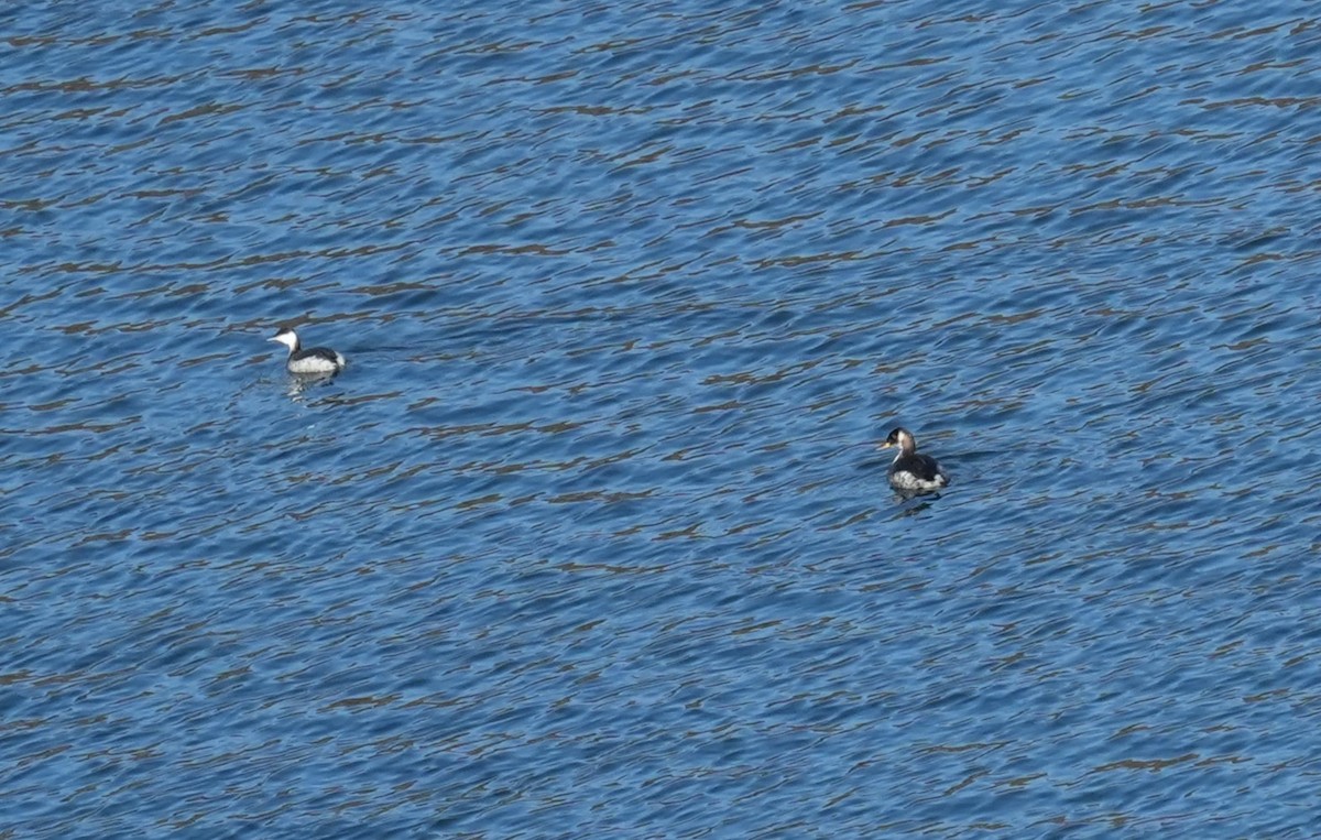 赤頸鸊鷉 - ML650537600