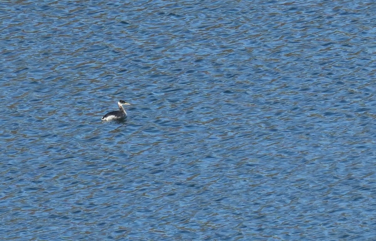 赤頸鸊鷉 - ML650537601