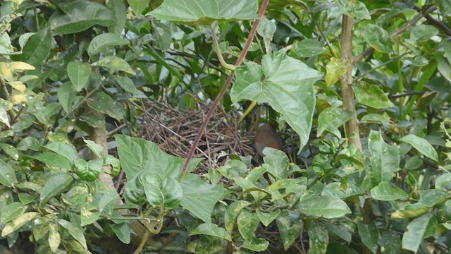 Pale-breasted Spinetail - ML650537606