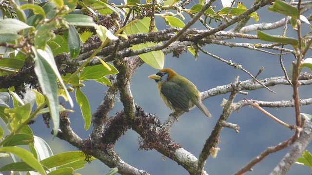 Red-headed Barbet - ML650537699