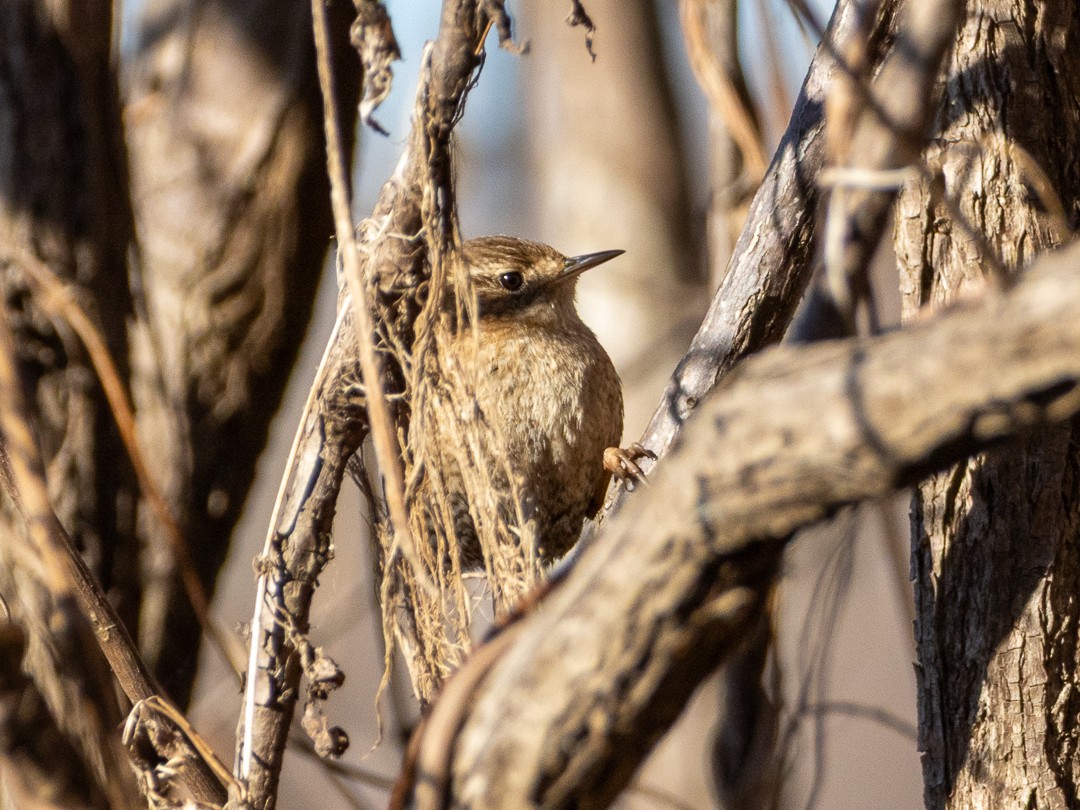 Winter Wren - ML650537829