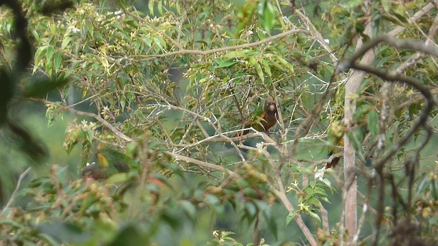 Brown-breasted Parakeet - ML650537846