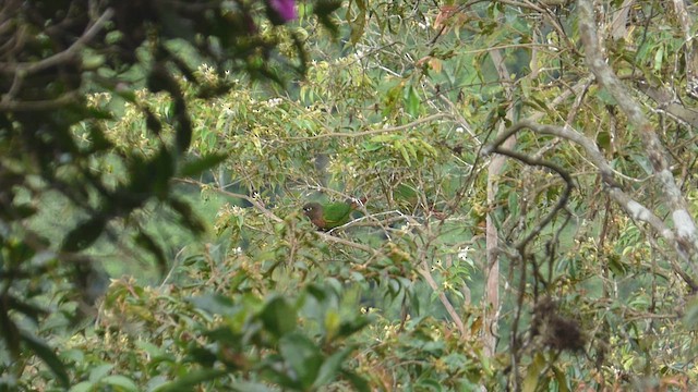 Brown-breasted Parakeet - ML650537847
