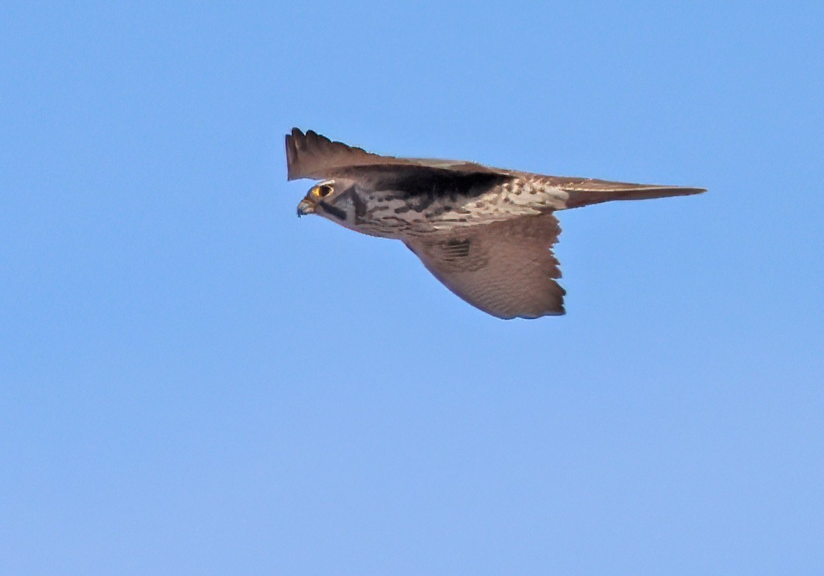 Prairie Falcon - ML650537852