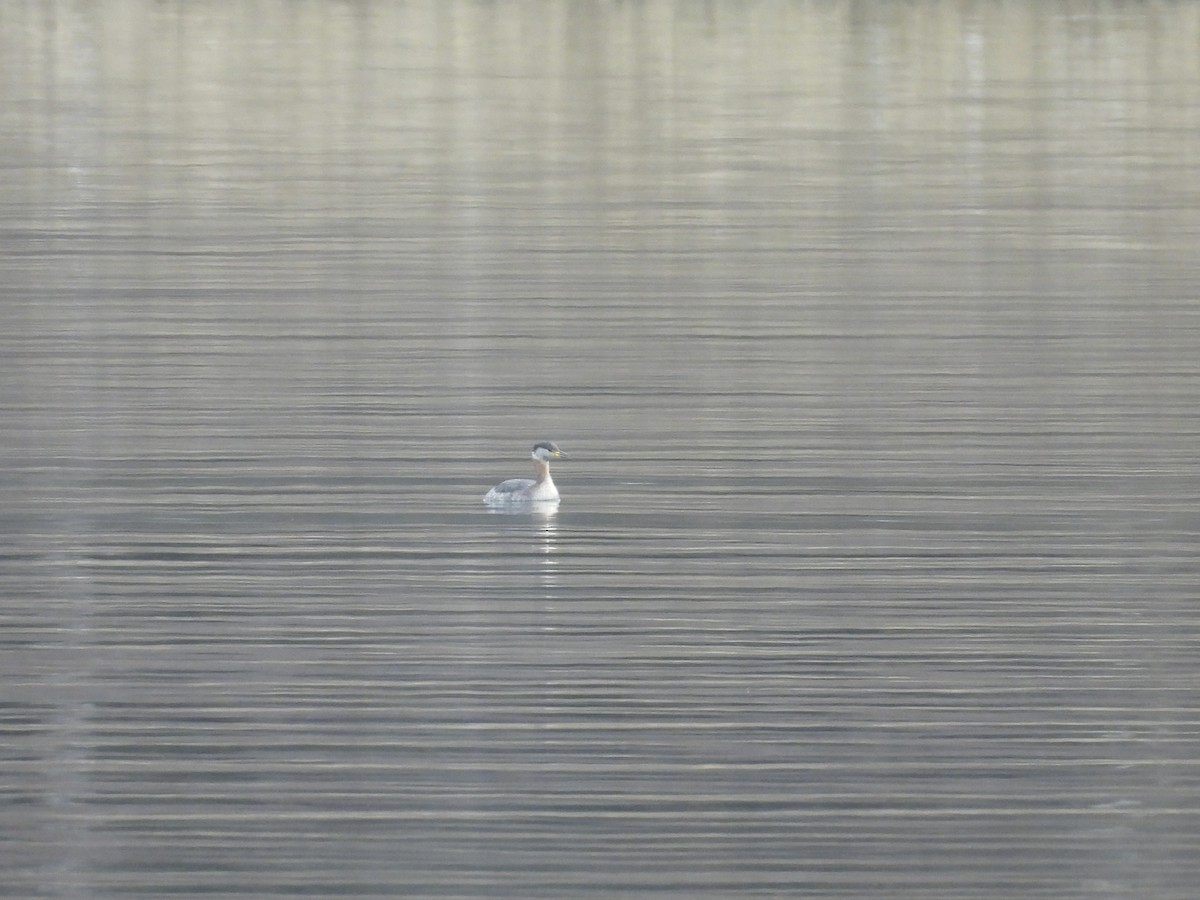 Svasso collorosso - ML650537955