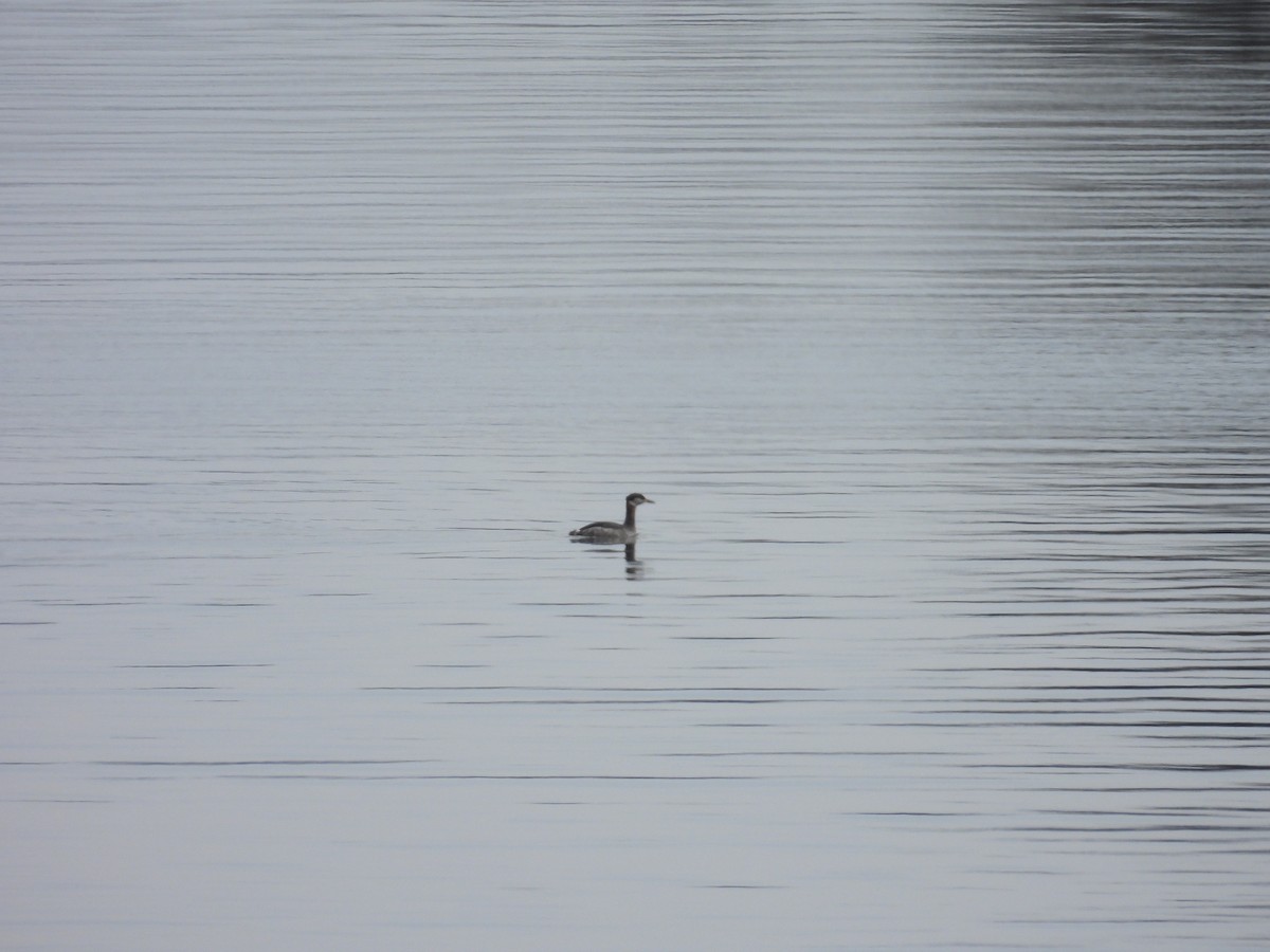 Svasso collorosso - ML650538136