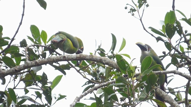 Southern Emerald-Toucanet - ML650538174