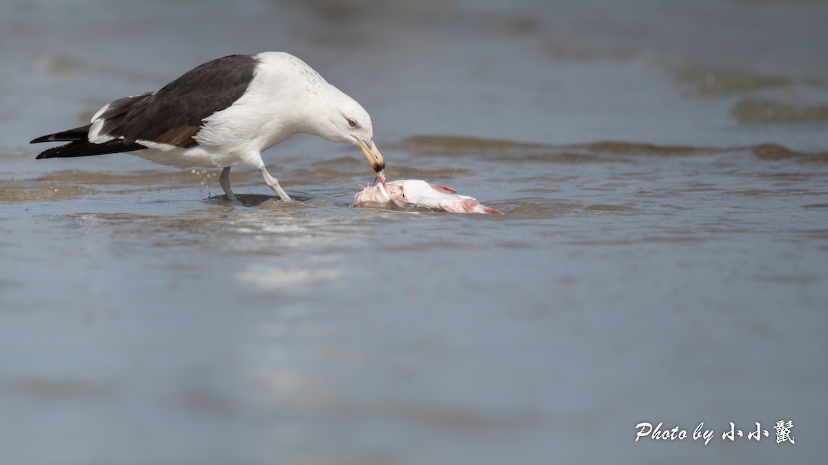Kelp Gull - ML650538273
