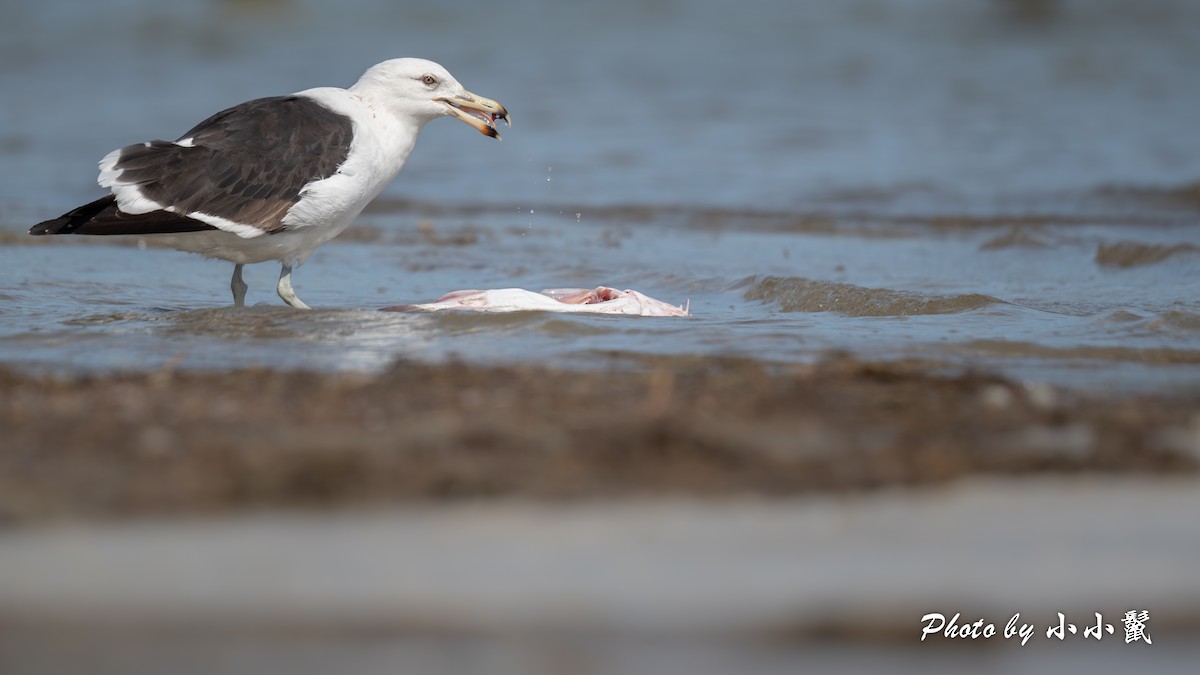 Kelp Gull - ML650538274