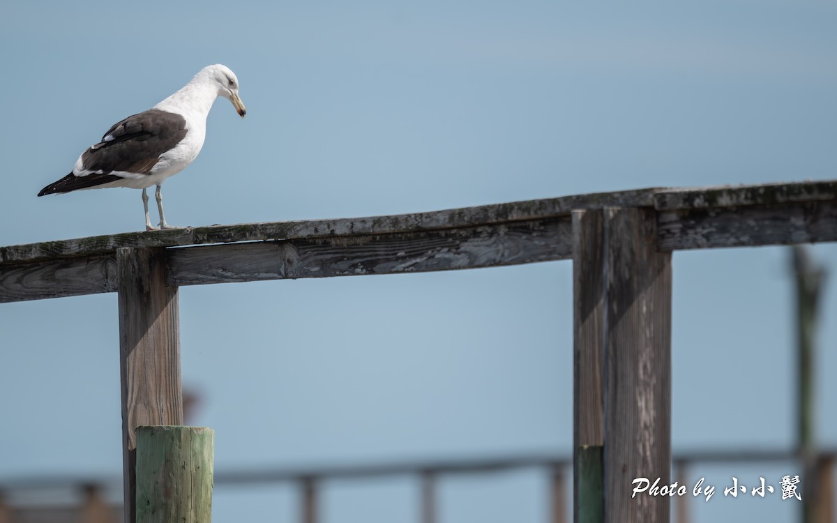 Kelp Gull - ML650538275