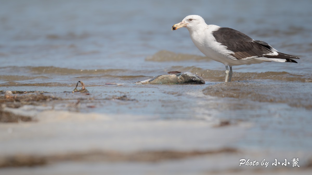 Kelp Gull - ML650538276