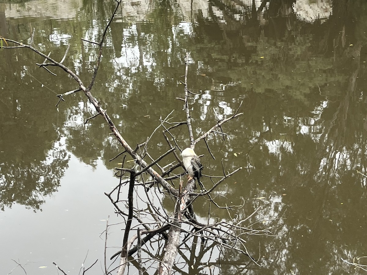 Australasian Darter - ML650538384