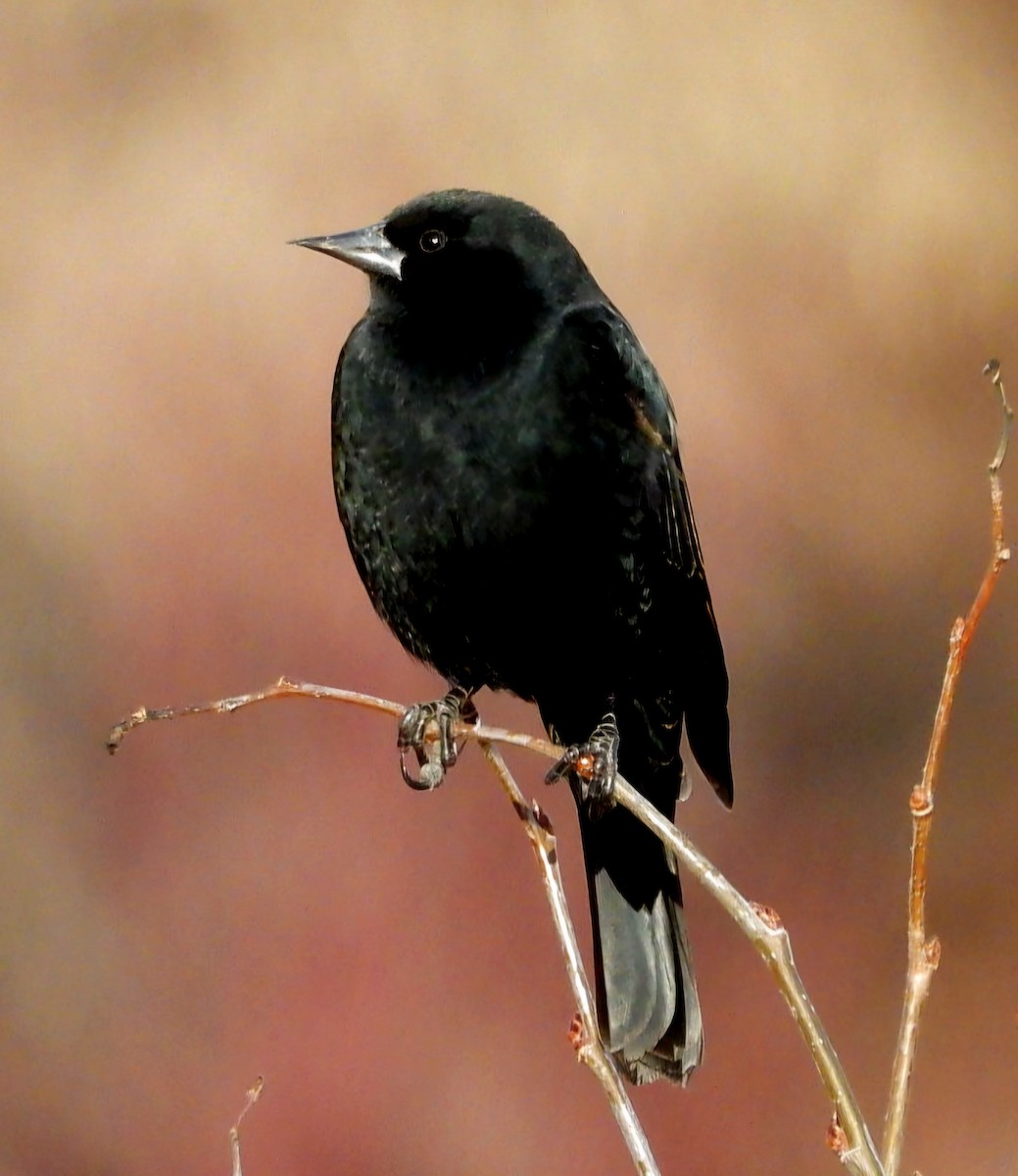 Al Kanatlı Karatavuk - ML650538432