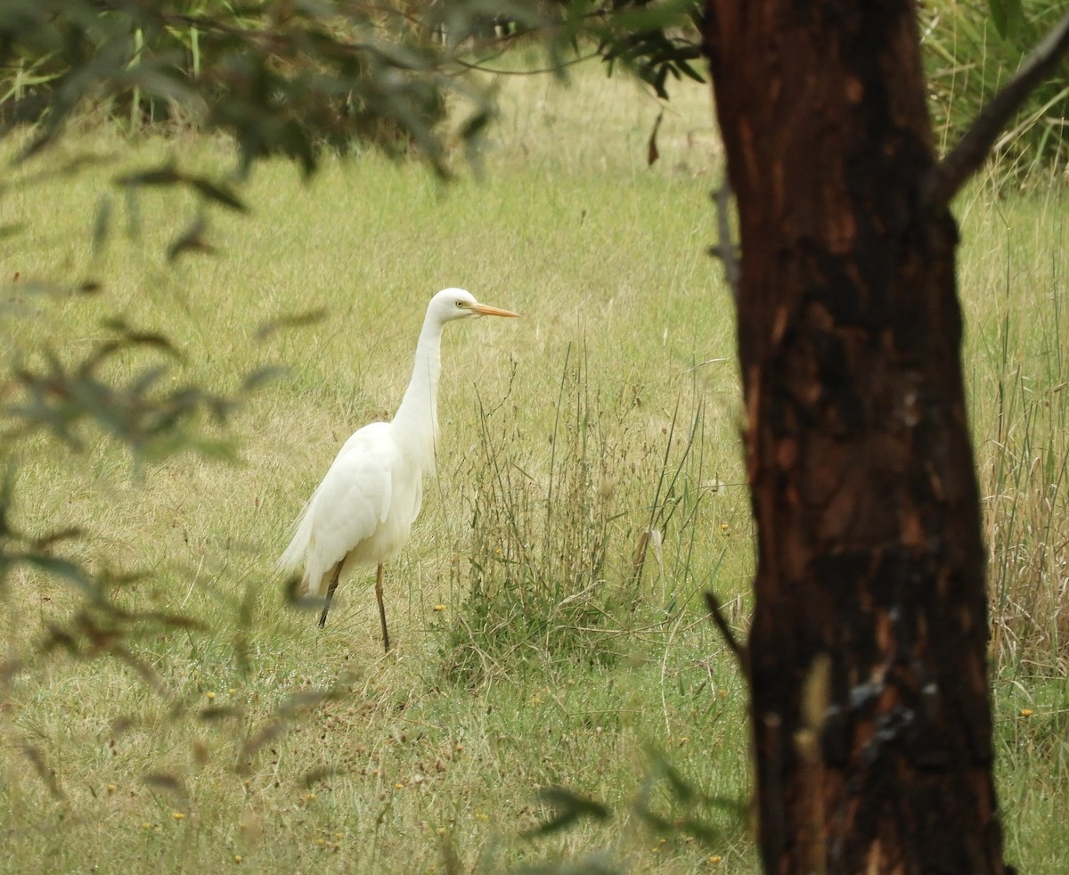 volavka půvabná - ML650538768