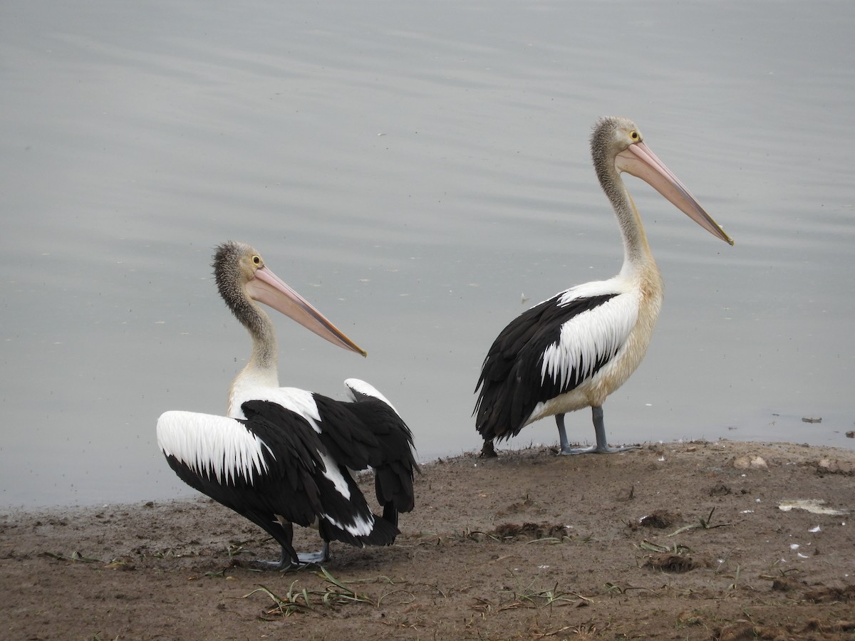 pelikán australský - ML650538790